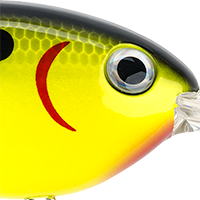 Chartreuse Black Back