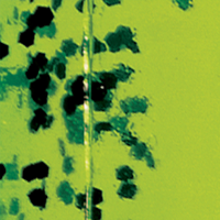 Chartreuse/Black Pepper