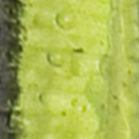 Chartreuse/Black Stripe