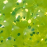 Chartreuse/Glitter