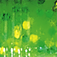 Chartreuse/Green/Chartruese