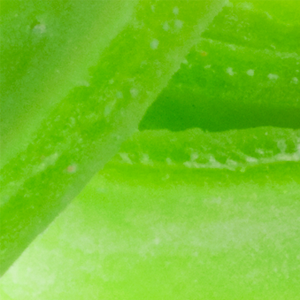 Chartreuse - Long Lasting