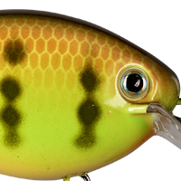 Chartreuse Perch
