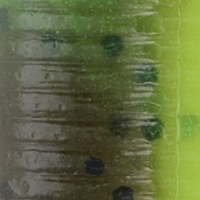 Chartreuse Pumpkin