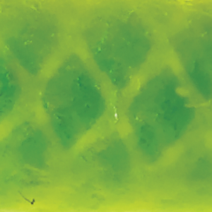 Chartreuse Scale