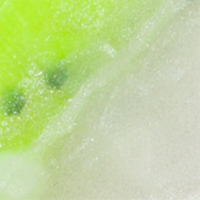 Chartreuse Shad