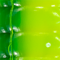 Chartreuse Shad