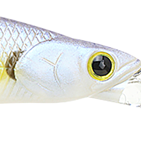 Chartreuse Shad