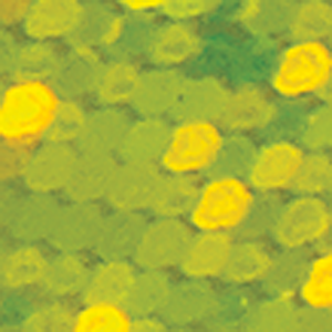 Chartreuse Sparkle/Chrt Green