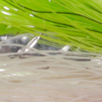 Chartreuse/White