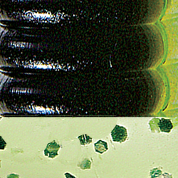 Chartreuse Shad