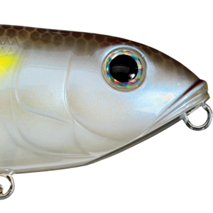 Chartreuse Shad