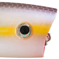 Chartreuse Shad