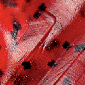 Cherry Seed