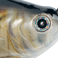 Chrome Alewife