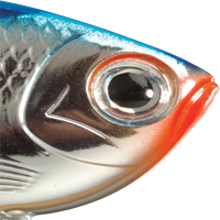 Chrome/Blue Back