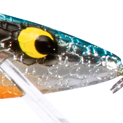 Chrome Blue Back Orange Belly