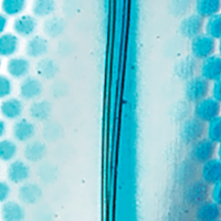 Chrome/Blue Scale