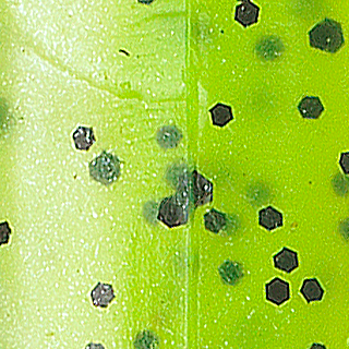 Chartreuse Shad