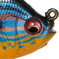 Cichlid