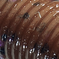 Cinnamon Black Purple Flake