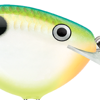 Citrus Shad