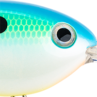 Citrus Shad