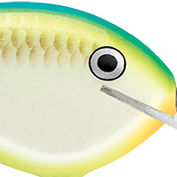 Citrus Shad