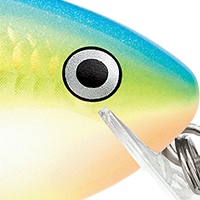 Citrus Shad