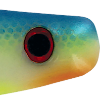 Citrus Shad