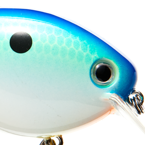 Citrus Shad