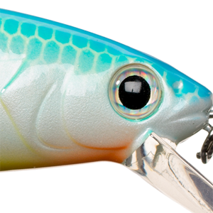 Citrus Shad