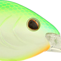 Citrus Shad