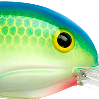 Citrus Shad
