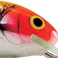 Clown Metallic Dace