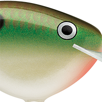 Copper Green Shad