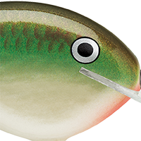 Copper Green Shad