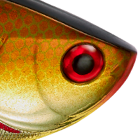 Copper Shiner