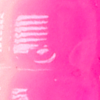 Cotton Candy