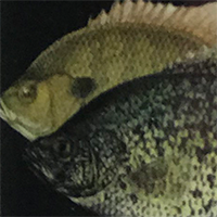 Crappie/Panfish Magic
