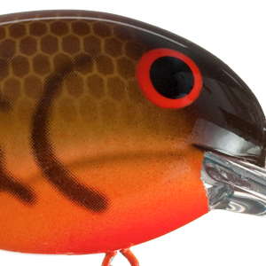 Crawfish Orange Belly