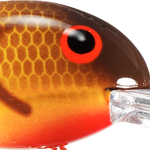 Crawfish Orange Belly