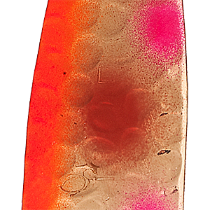 Crazy Ray's Razberry Dolphin