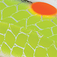 Double Trouble Chart Orange