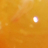 Egg Yolk