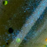 Electric Blue/Chartreuse Tail