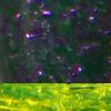 Electric Purple Chartreuse