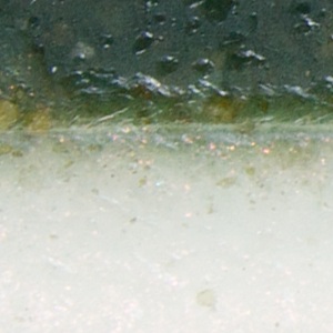 Emerald Shiner
