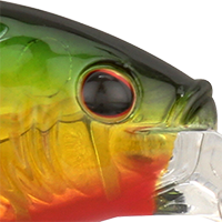 Flashy Perch