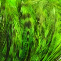 Fluorescent Chartreuse